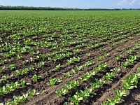 �� ����������� ���� � ���������� ������ ������ ����� ������� ������� ������.  