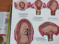 � ���� ����������� �������� � ����������� �������� ��������
