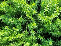 �� ����������� ���� � ���������� ������ ������ ����� ������� ������� ������.  