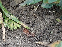 ������� ������ ����������� � ��������� ����