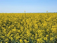 �� ����������� ���� � ���������� ������ ������ ����� ������� ������� ������.  